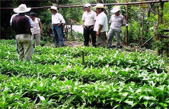 Developing sustainable agricultural industries is a key component of Maya Global